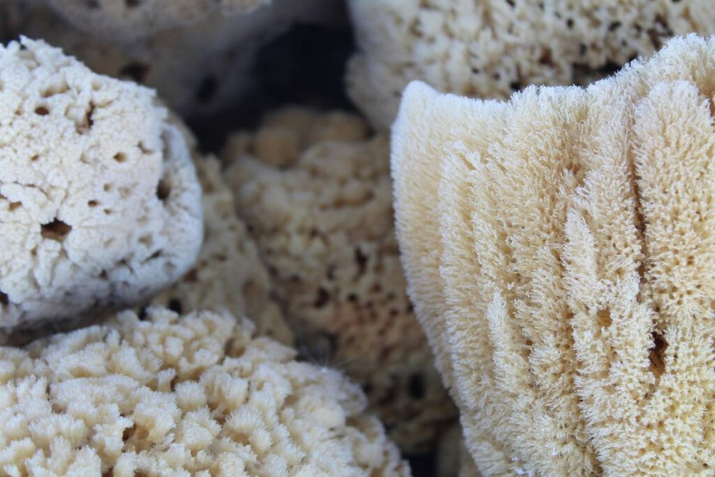 Why Your Kitchen Needs a Biodegradable Scrub Brush—Not Another Plastic One