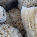 Why Your Kitchen Needs a Biodegradable Scrub Brush—Not Another Plastic One