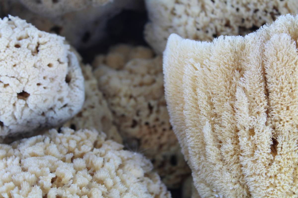 Why Your Kitchen Needs a Biodegradable Scrub Brush—Not Another Plastic One