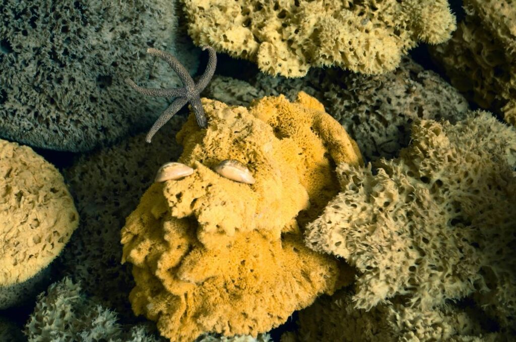 Eco Natural Sponge Dishes: 7 Proven Ways to Avoid Costly Cleaning Mistakes