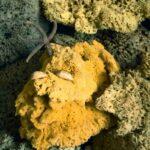 Eco Natural Sponge Dishes: 7 Proven Ways to Avoid Costly Cleaning Mistakes