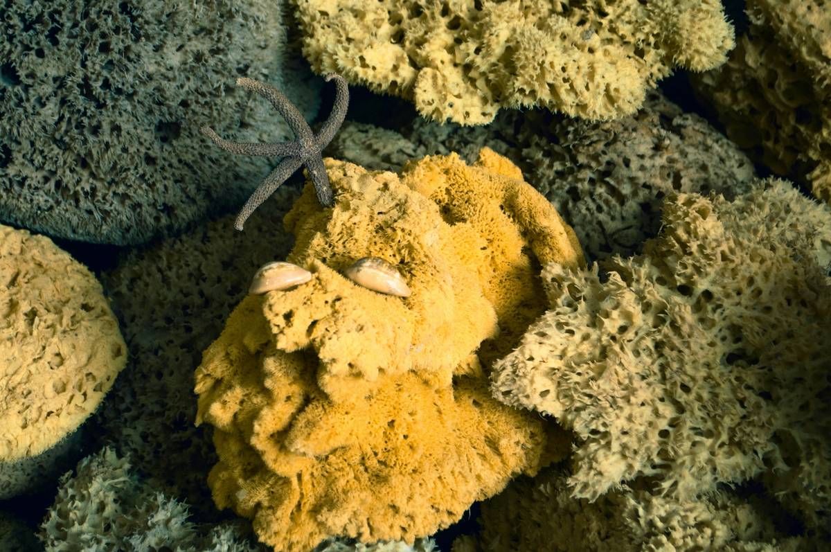 Eco Natural Sponge Dishes: 7 Proven Ways to Avoid Costly Cleaning Mistakes