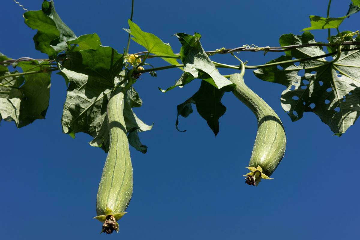 how to grow sponge: mature luffa gourds hanging on a vine in a backyard garden