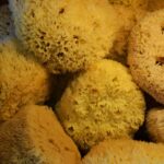 How to Grow Sponge: 7 Proven Tips to Avoid Costly Mistakes