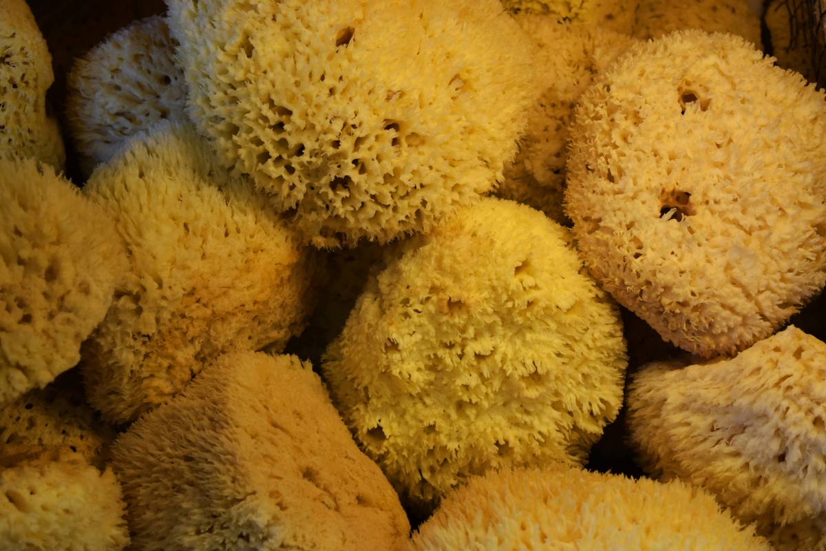 How to Grow Sponge: 7 Proven Tips to Avoid Costly Mistakes
