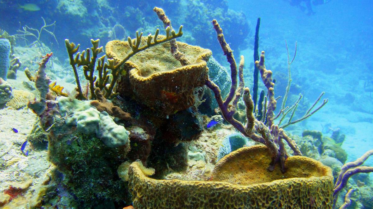 A close-up of biodegradable sponges beside a compost bin illustrating the ecology of sponges
